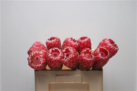 <h4>Protea Empress No Leaves</h4>
