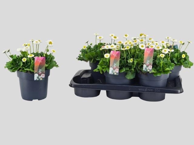 <h4>BELLIS TASSO WHITE</h4>