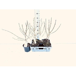 FORSYTH IN SPECTABIL