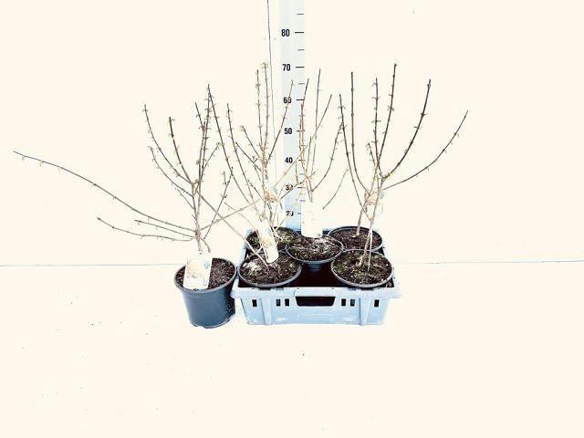 <h4>FORSYTH IN SPECTABIL</h4>