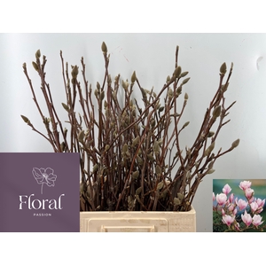 MAGNOLIA GRANDIFLORA