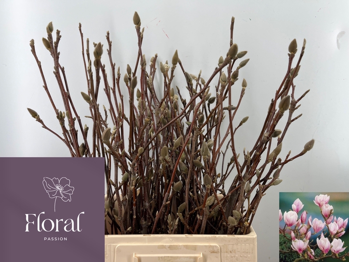 <h4>MAGNOLIA GRANDIFLORA</h4>