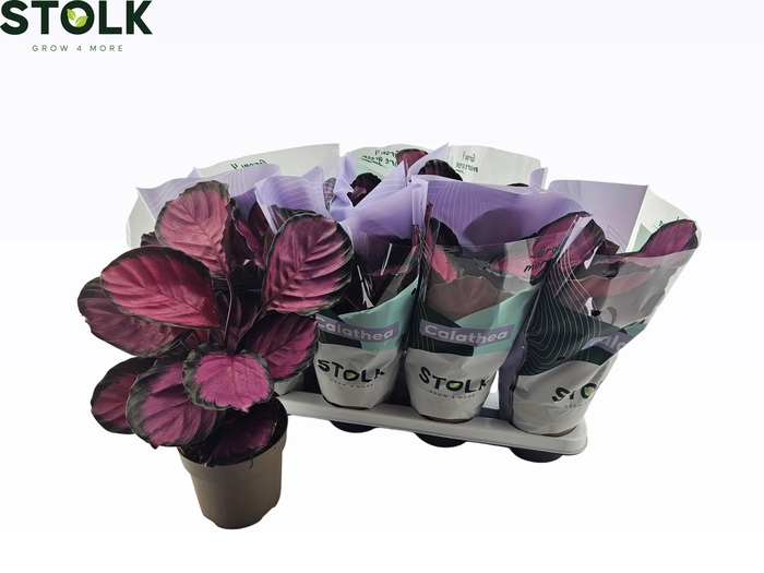 <h4>CALAT RO CRIMSON</h4>