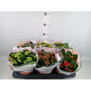 Kalanchoe blos. 'RoyalDon'   ..mix
