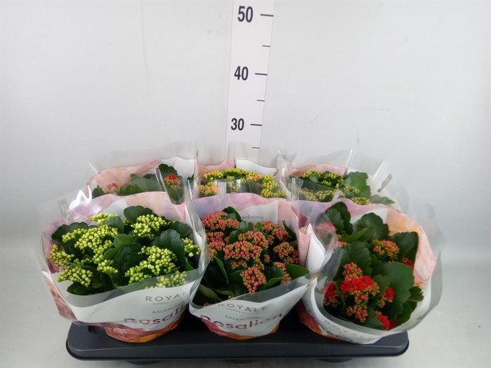<h4>Kalanchoe blos. 'RoyalDon'   ..mix</h4>