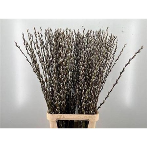 Salix Wilgenkatjes Spray P Stem