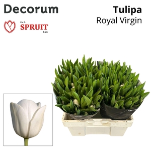 Tu En Royal Virgin 533