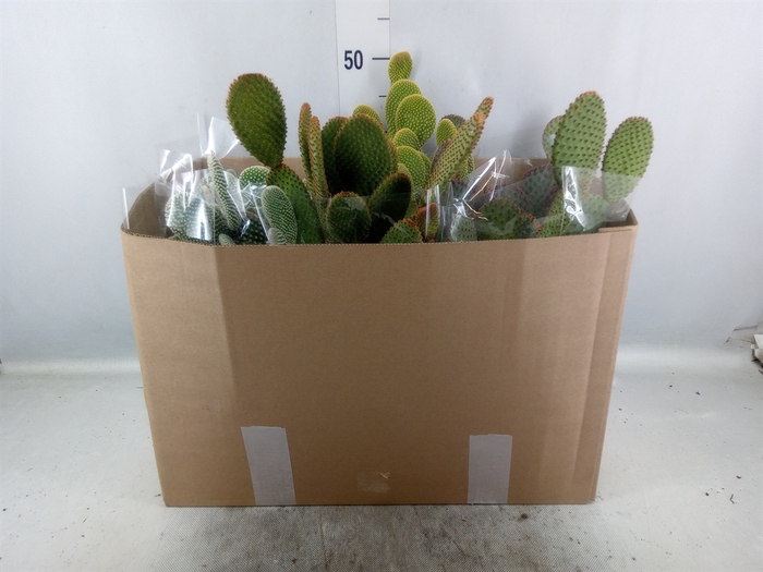 <h4>Opuntia microdasys</h4>