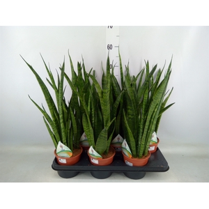 Sansevieria zeylanica