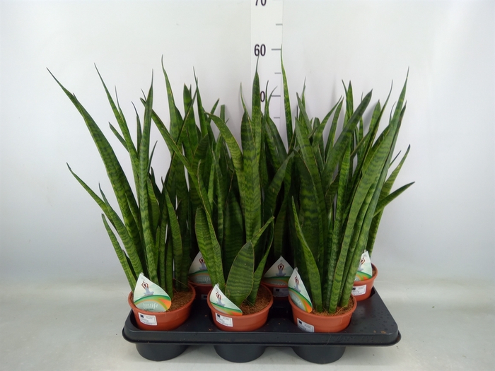 <h4>Sansevieria zeylanica</h4>