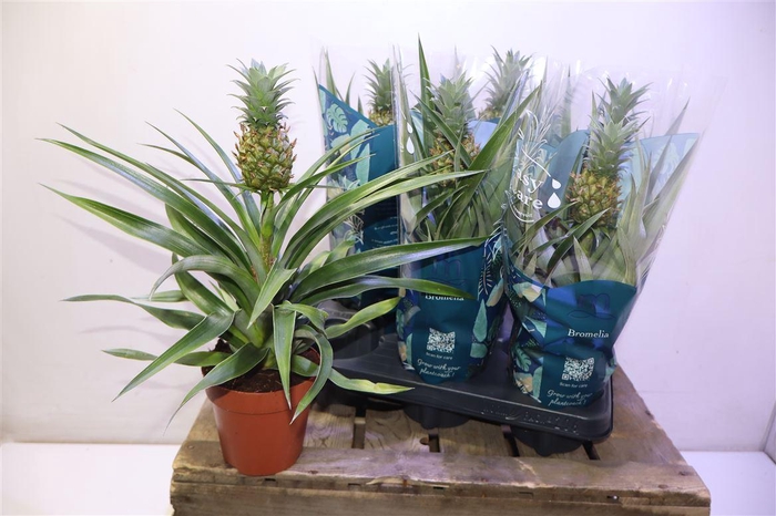 <h4>Ananas Mi Amigo</h4>