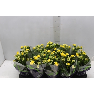KALANCHOE DOBRADO P11 AMARELO