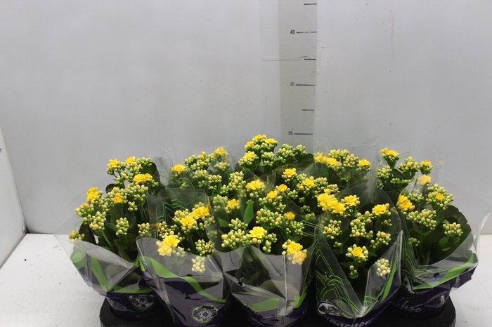 <h4>KALANCHOE DOBRADO P11 AMARELO</h4>