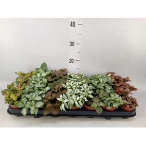 Fittonia   ...mix 7