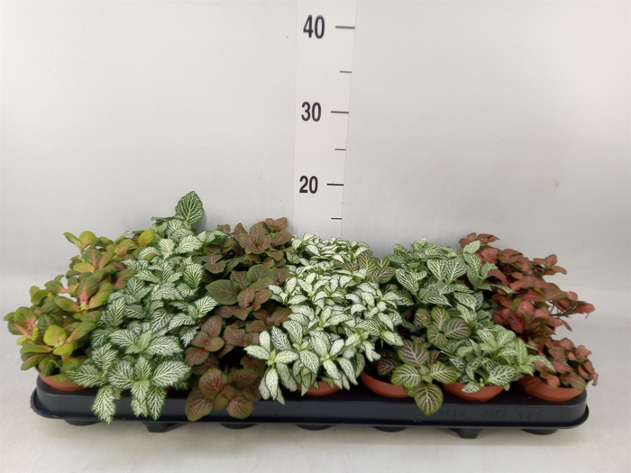 <h4>Fittonia   ...mix 7</h4>