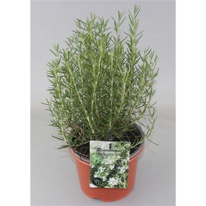 Rosmarinus officinalis Miss Jess Upright C2