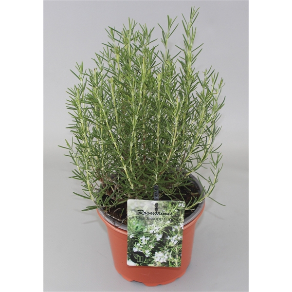 <h4>Rosmarinus officinalis Miss Jess Upright C2</h4>