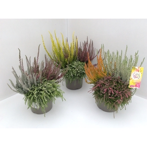 Calluna Garden Girls Updown Girls