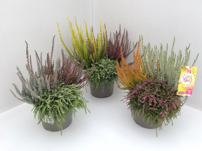 <h4>Calluna Garden Girls Updown Girls</h4>
