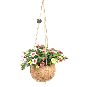 Kokodama 17 cm Calibrachoa Carneval