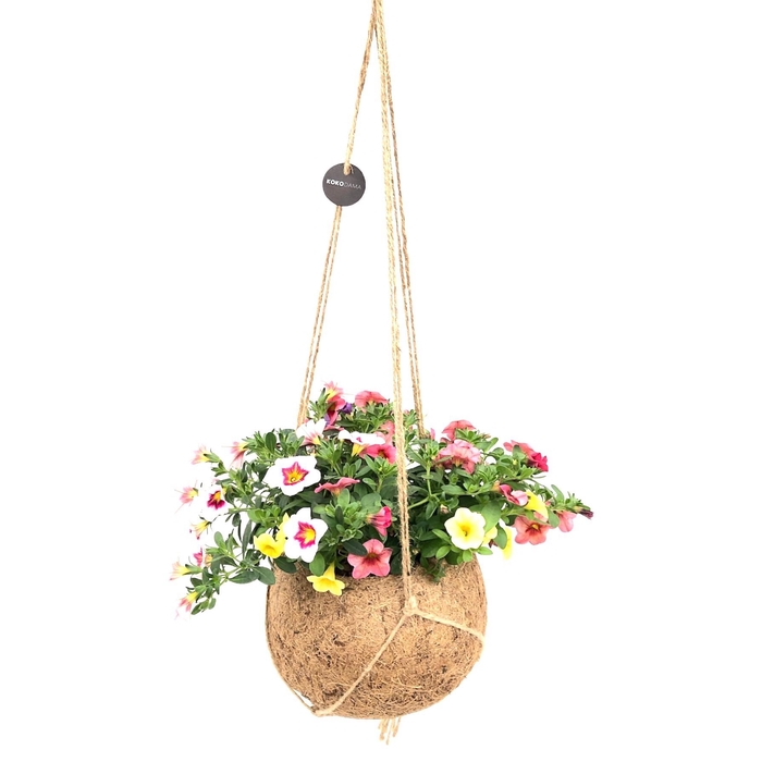 <h4>Kokodama 17 cm Calibrachoa Carneval</h4>