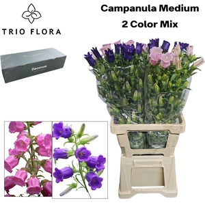 CAMP MEDIUM 2 COLOR MIX Big Box 80