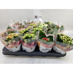 Kalanchoe blos. 'RoyalDon'   ..mix