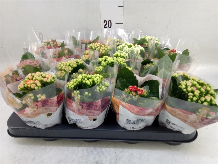 <h4>Kalanchoe blos. 'RoyalDon'   ..mix</h4>