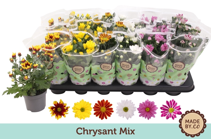 <h4>Chrysanthemum gemengd 5klr.</h4>