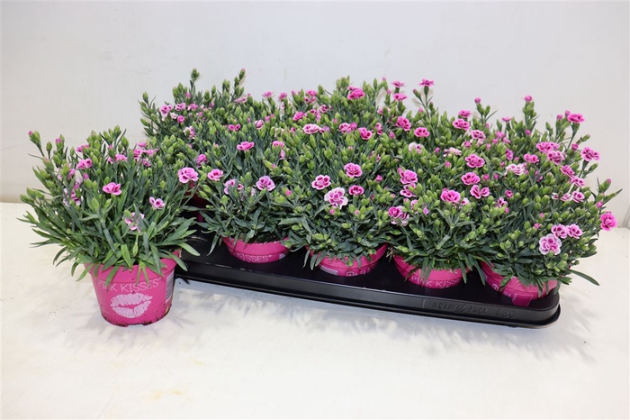 <h4>Dian Di Pink Kisses</h4>