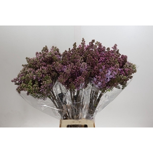 Lilac Vulg Lavaliensis