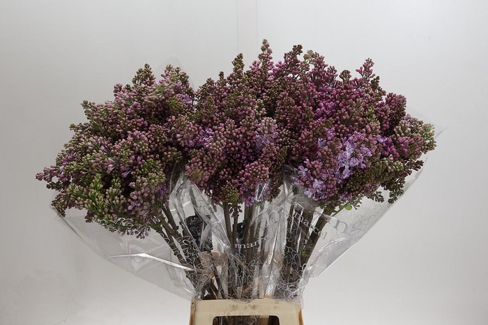 <h4>Lilac Vulg Lavaliensis</h4>