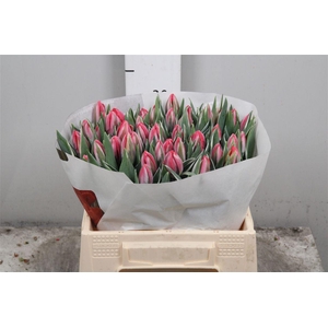 Tu En Shinin Princes