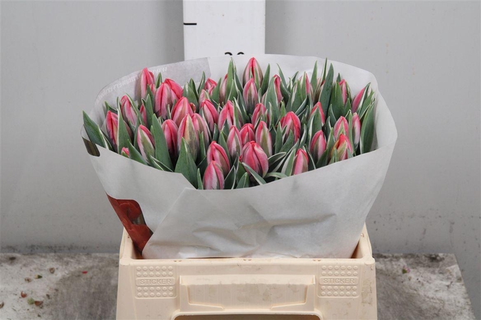 <h4>Tu En Shinin Princes</h4>