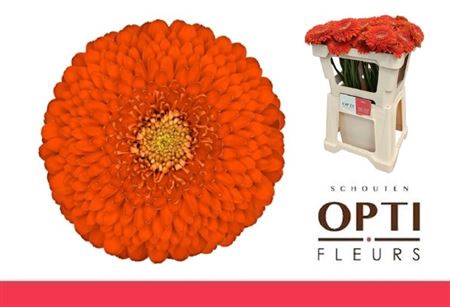 Ge Mb Pomponi Fozzie