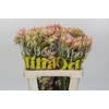 Blushing Bride Pink 10+ Flowers