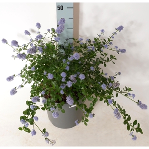 CEAN TH REPENS