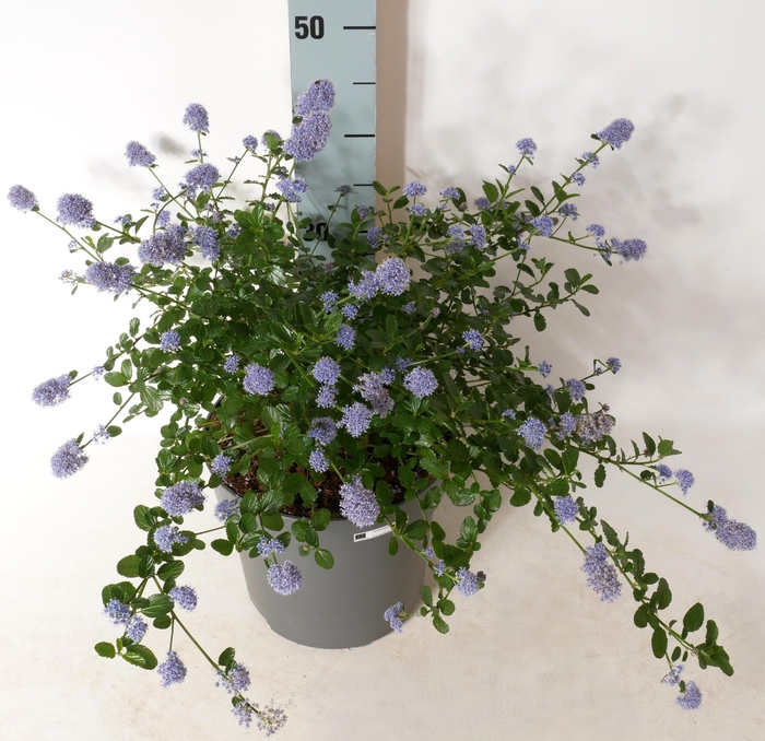 <h4>CEAN TH REPENS</h4>