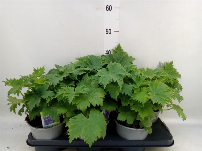 <h4>Delphinium   ...</h4>