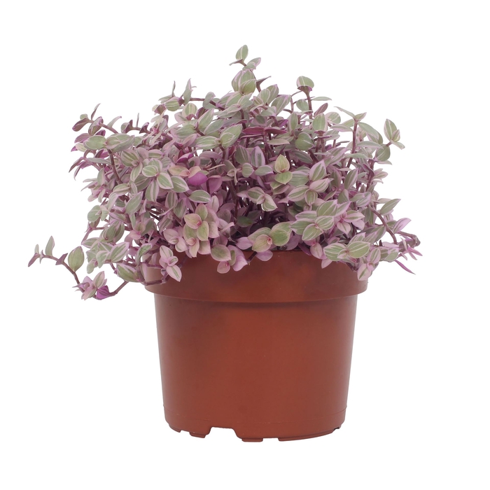 <h4>Callisia repens 'Rosato'</h4>