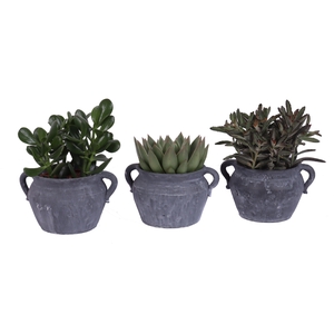 Succulent mix 12 cm in el teide kruik