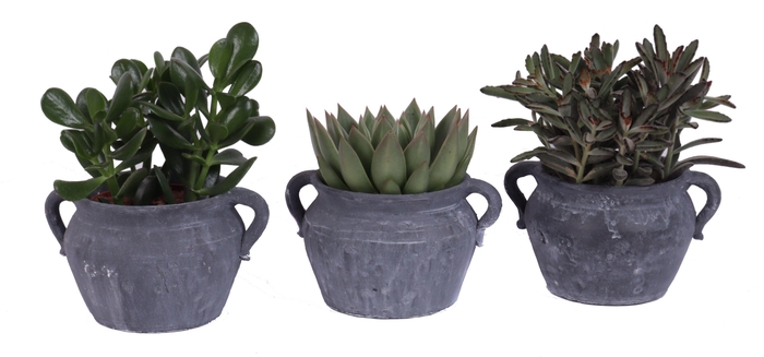 <h4>Succulent mix 12 cm in el teide kruik</h4>