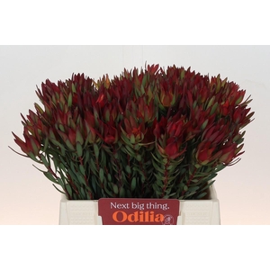Leucadendron Blush