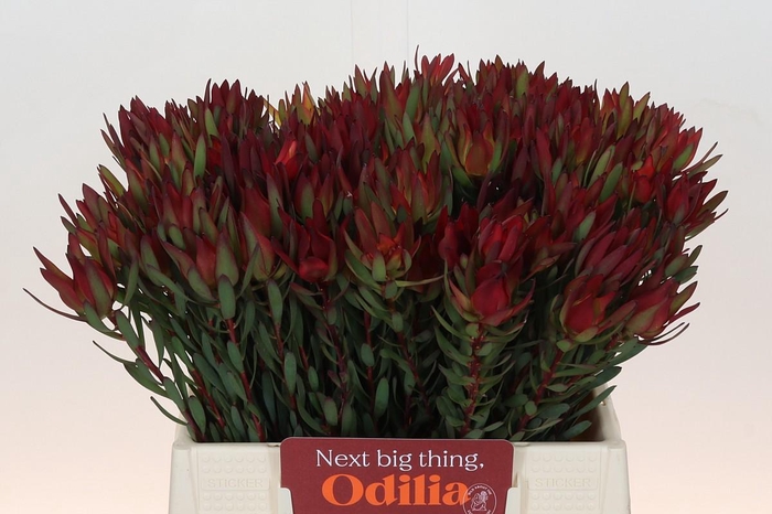 <h4>Leucadendron Blush</h4>