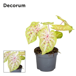 Caladium Miss Muffet Decorum