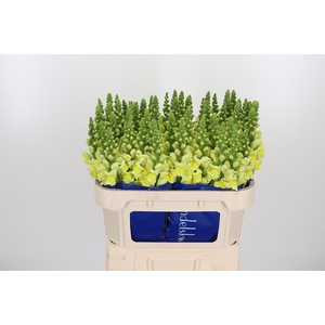 Antirrhinum Po Yellow