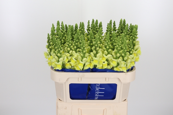 <h4>Antirrhinum Po Yellow</h4>