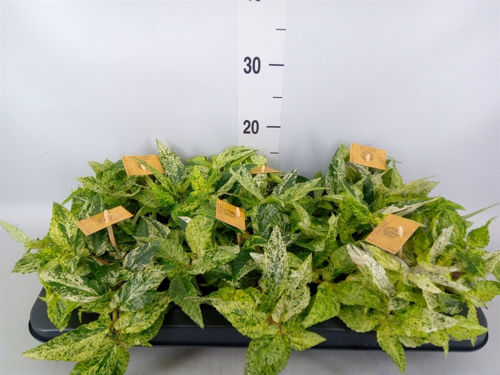 <h4>Pellionia repens</h4>