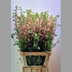 Delph Cons Re Q Light Pink