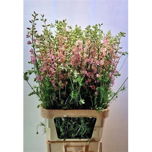 Delph Cons Re Q Light Pink